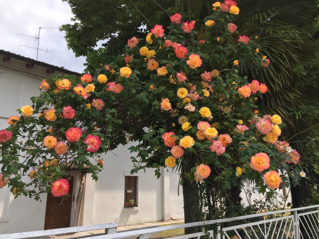 Corso Di Giardinaggio Istituto Di Istruzione Superiore Lazzaro